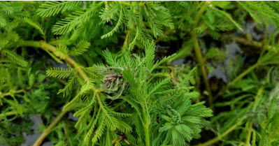 Figure 7 Weevil-damaged parrot feather buds2jpg